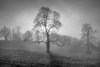 Fototapeta na ścianę drzewa w porannej mgle FP 6425