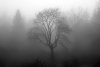 Fototapeta na ścianę drzewa wyłaniające się z mgły FP 5725