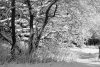 Fototapeta na ścianę drzewo ubrane w pelerynę snieżną FP 1494