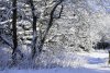 Fototapeta na ścianę drzewo ubrane w pelerynę snieżną FP 1494