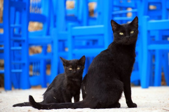 Fototapeta na ścianę dwa czarne koty FP 2574