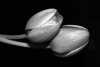 Fototapeta na ścianę dwa tulipany na czarnym tle FP 336