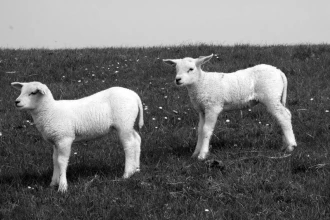 Fototapeta na ścianę dwie białe owce FP 2926