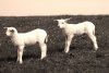 Fototapeta na ścianę dwie białe owce FP 2926
