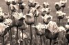 Fototapeta na ścianę fioletowe strzępiaste tulipany FP 406