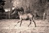 Fototapeta na ścianę galopujący koń kasztanowaty FP 2959