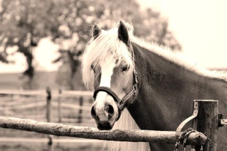 Fototapeta na ścianę gniady koń w drewnianej zagrodzie FP 2813