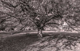 Fototapeta na ścianę jesienna przemiana drzewa FP 3381