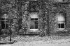 Fototapeta na ścianę jesienny bluszcz oplatający dom FP 4269