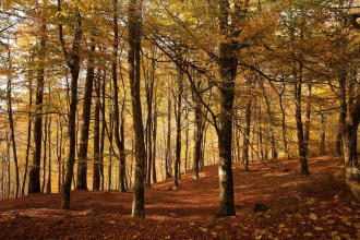 Fototapeta na ścianę jesienny las FP 3357
