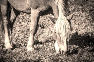 Fototapeta na ścianę koń na łące FP 2746