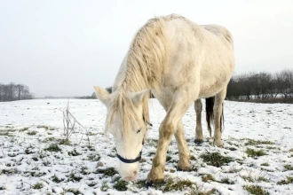 Fototapeta na ścianę koń spacerujący po śniegu FP 2453
