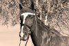 Fototapeta na ścianę koń w czapce mikołaja FP 2858