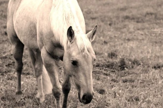 Fototapeta na ścianę koń z małą grzywą FP 2688