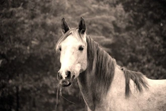 Fototapeta na ścianę koń z trawą w pysku FP 2577