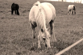Fototapeta na ścianę konie na polanie FP 2739