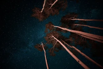 Fototapeta na ścianę korony drzew na rozgwieżdżonym niebie FP 4881
