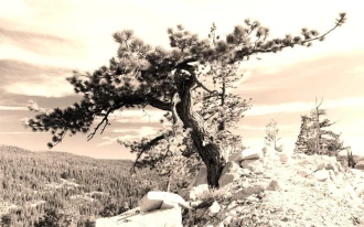 Fototapeta na ścianę kosodrzewina wrastająca na grzbiecie skalnym FP 1956