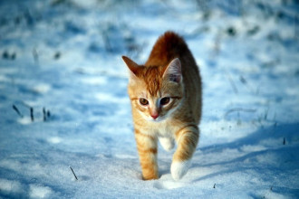 Fototapeta na ścianę kot biegnący po śniegu FP 2982