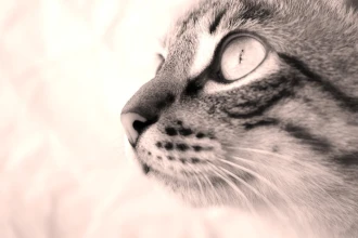 Fototapeta na ścianę kot o mądrym spojrzeniu FP 5017