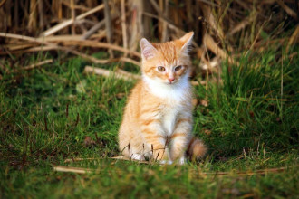 Fototapeta na ścianę kot siedzący w trawie FP 2809