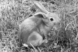 Fototapeta na ścianę królik w trawie FP 2441