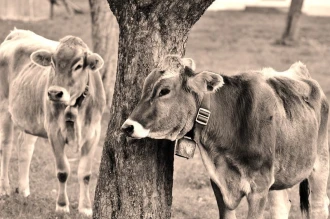 Fototapeta na ścianę krowy koło drzewa FP 3043