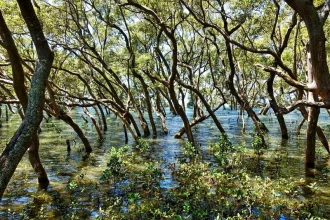 Fototapeta na ścianę las mangrowy FP 1586