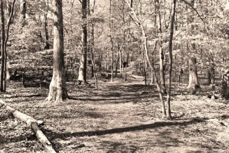 Fototapeta na ścianę las przepięknie oświetlony słońcem FP 1914