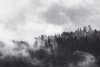 Fototapeta na ścianę las w gęstej mgle FP 6403