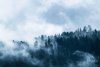 Fototapeta na ścianę las w gęstej mgle FP 6403
