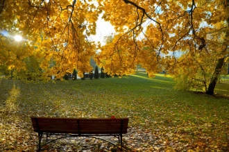 Fototapeta na ścianę ławka pod jesiennym drzewem FP 3401
