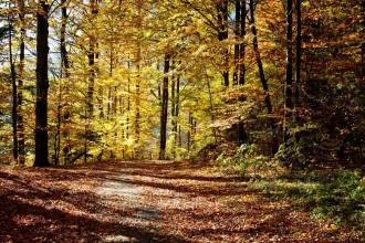 Fototapeta na ścianę leśna droga w jesienny dzień FP 3304