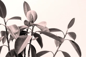 Fototapeta na ścianę liście ozdobnej rośliny FP 5430