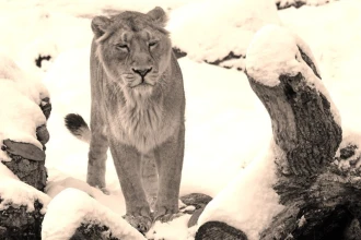 Fototapeta na ścianę lwica spacerujaca po śniegu FP 2659