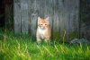 Fototapeta na ścianę mały kot w trawie FP 2899