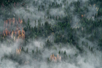 Fototapeta na ścianę mgliste szczyty drzew FP 4393