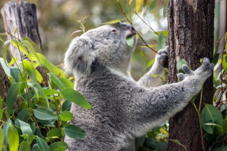 Fototapeta na ścianę miś koala jedzący liście FP 2470