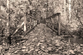 Fototapeta na ścianę most pokryty jesiennymi liśćmi FP 3546
