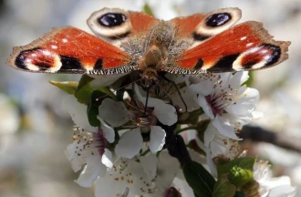 Fototapeta na ścianę motyl krakowiak FP 2911