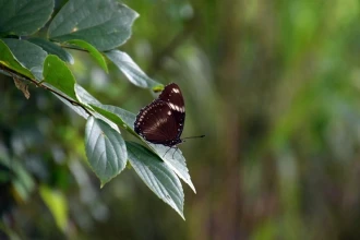Fototapeta na ścianę motyl na gałeźi FP 2521