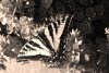 Fototapeta na ścianę motyl z rozłożonymi skrzydłami FP 2800