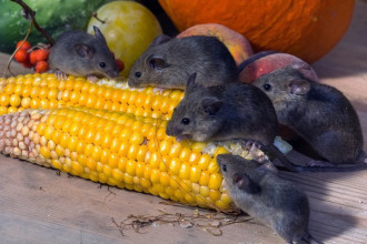 Fototapeta na ścianę myszy jedzące kolbę kukurydzy FP 2405