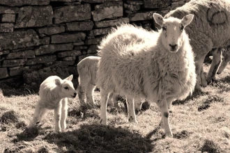 Fototapeta na ścianę owca z młodym FP 2957