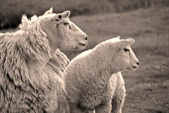 Fototapeta na ścianę owce wypatrujące stada FP 3016