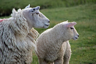 Fototapeta na ścianę owce wypatrujące stada FP 3016