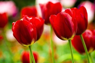Fototapeta na ścianę piękne czerwone tulipany FP 511