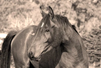 Fototapeta na ścianę pięknej maści koń kasztanowaty FP 2985