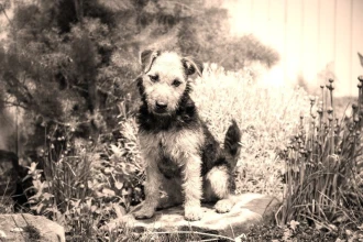 Fototapeta na ścianę pies siedzący w ogródku FP 2829