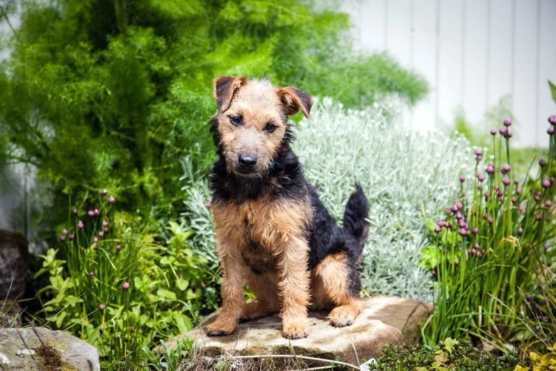Fototapeta na ścianę pies siedzący w ogródku FP 2829